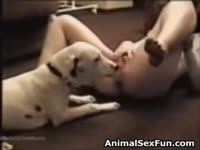 Dog loves eating the pussy of pet owner in pet porn